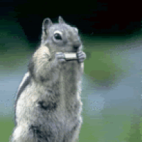 chipmunk-animals-free-animated-gifs-gameznet 016.gif